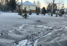 Считаем цыплят, хотя январь и не осенний месяц В калтане